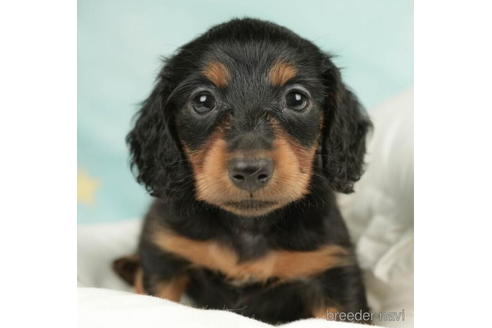 成約済の千葉県のミニチュアダックスフンド(ロングヘアード)-208858の2枚目